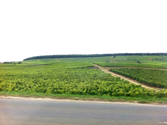 The vineyards of Burgundy 